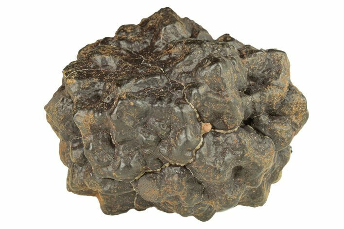 Goethite (Limonite) Pseudomorph after Pyrite/Marcasite - Egypt #257308